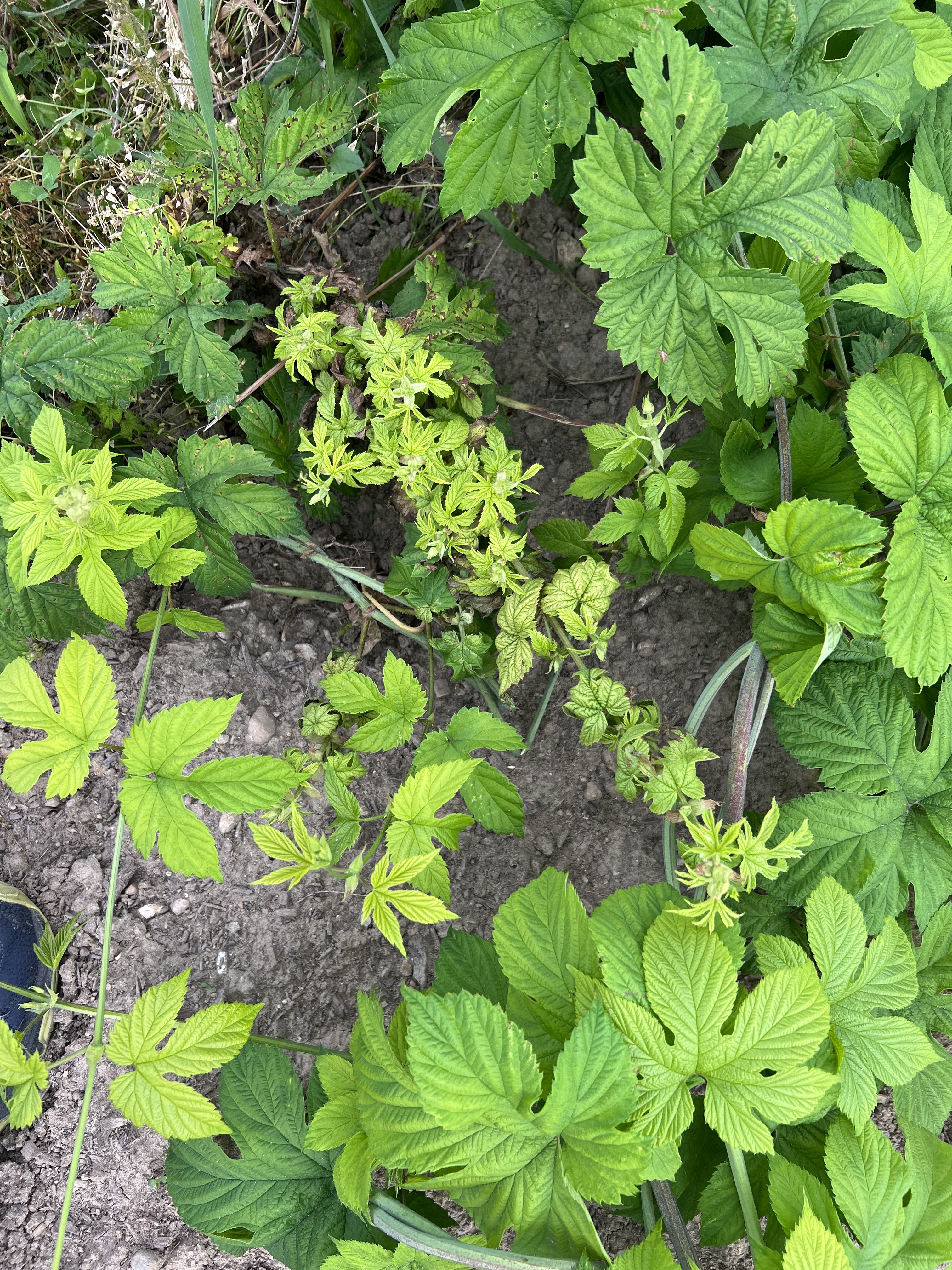 Downy mildew on hops.